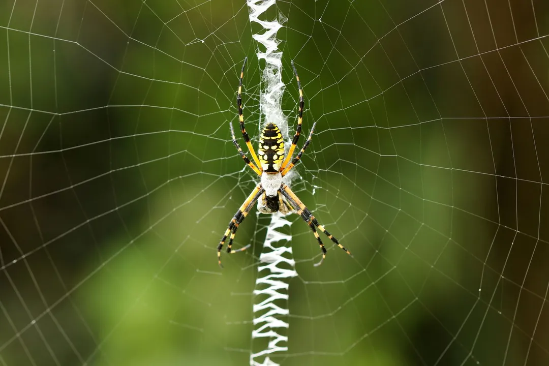 Is a garden spider a carnivore?, Silk Structures