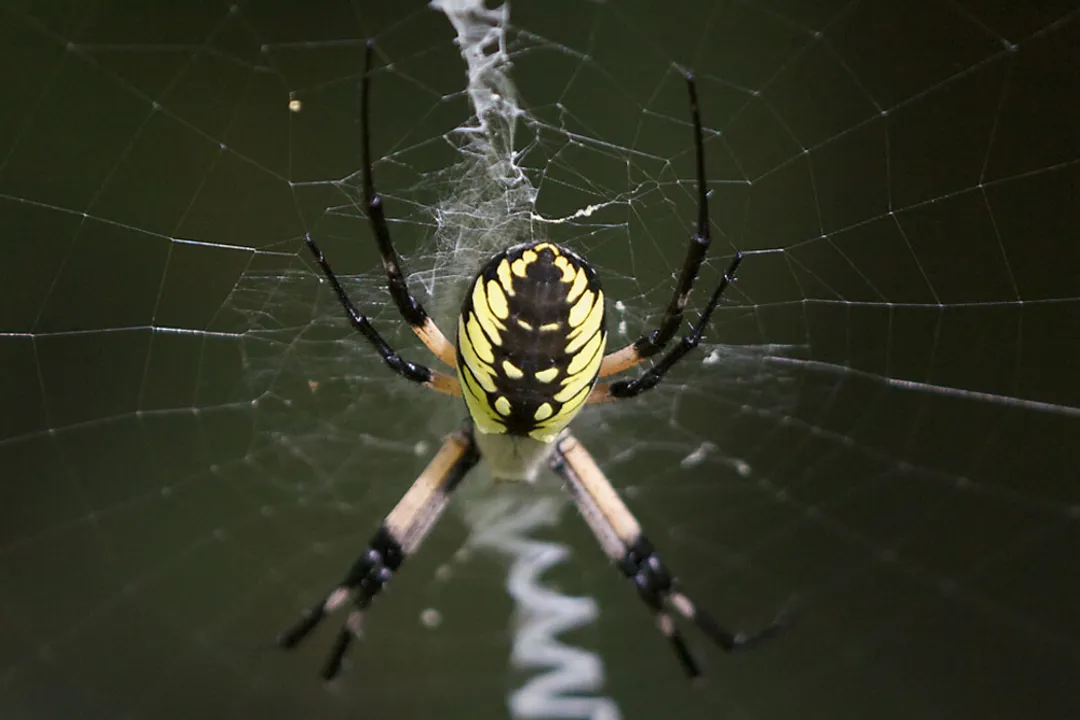 Is a garden spider a carnivore?, Venom Action