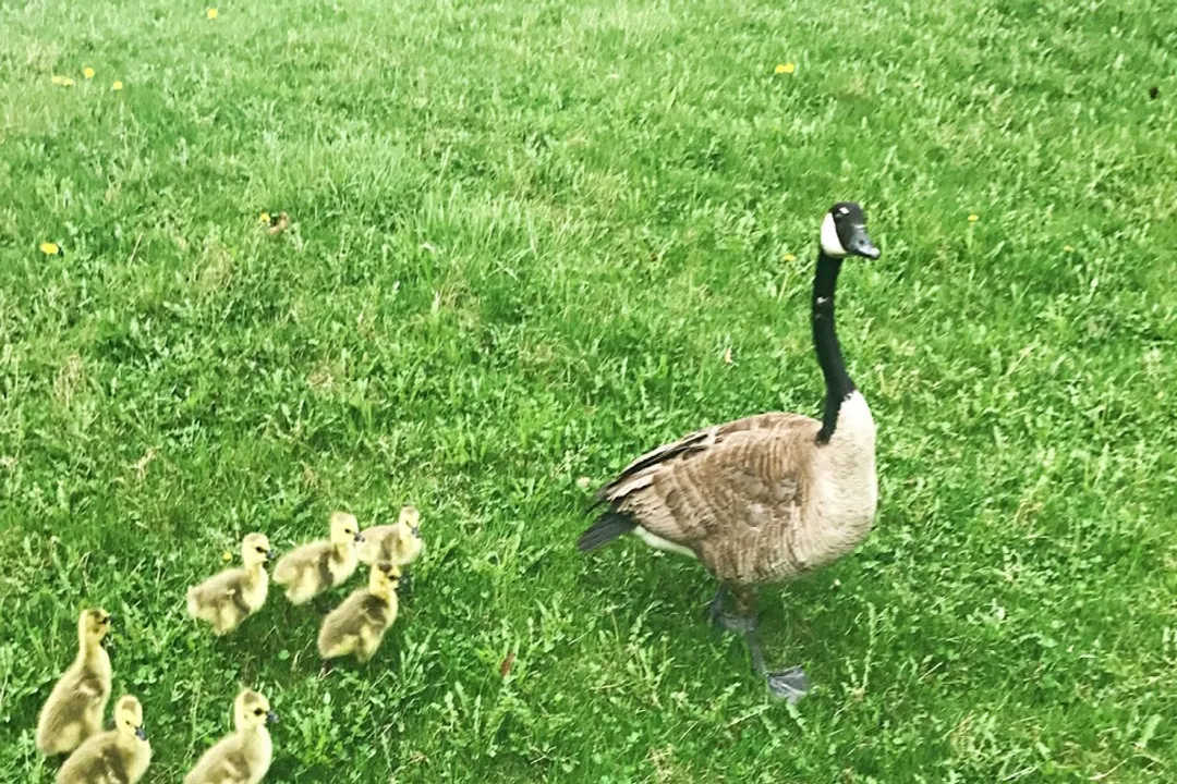 Is a gosling a baby duck?, Young Waterfowl Terms