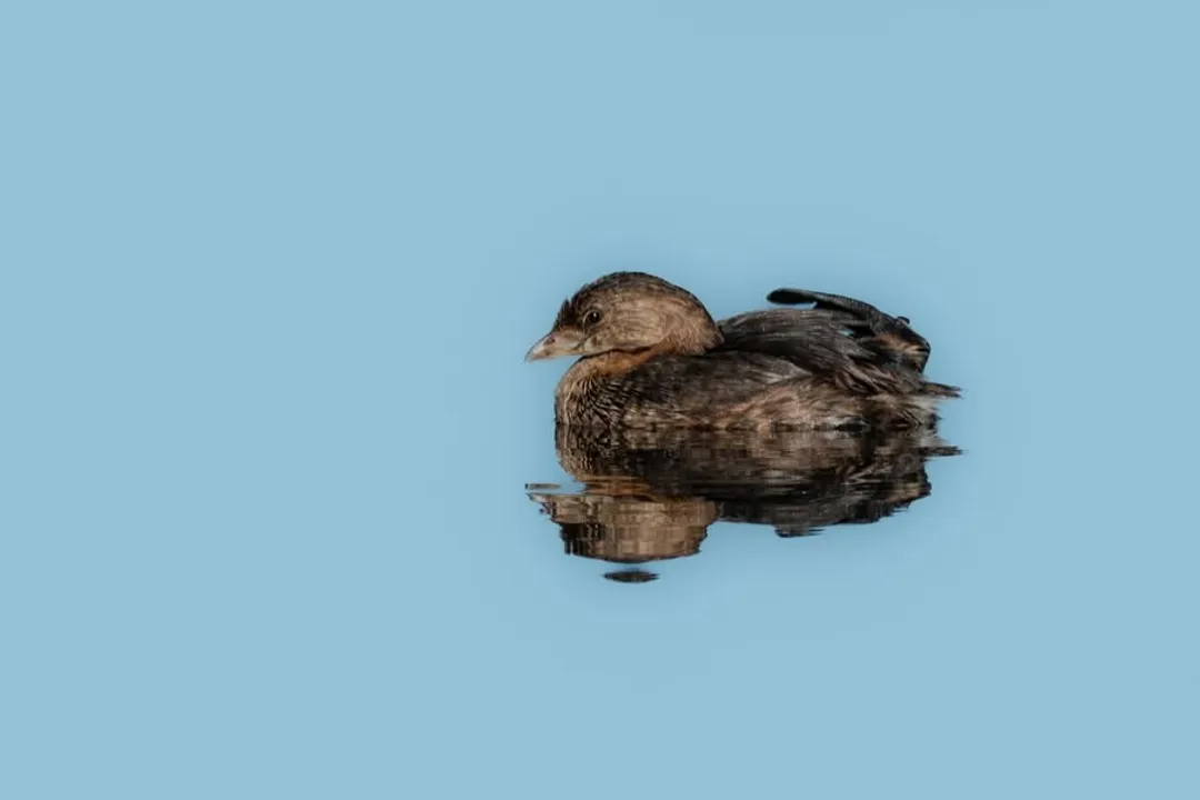 Is a grebe in the duck family?, Family Lineage