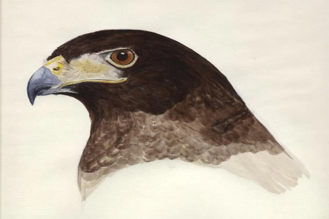 Is a Harris Hawk an accipiter?, Family Structure