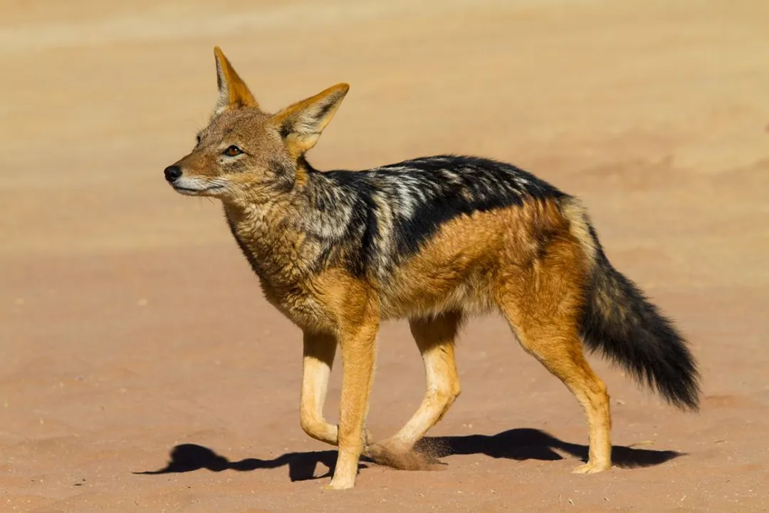 Is a jackal a dog or a fox?, Species Reclassification Shifts