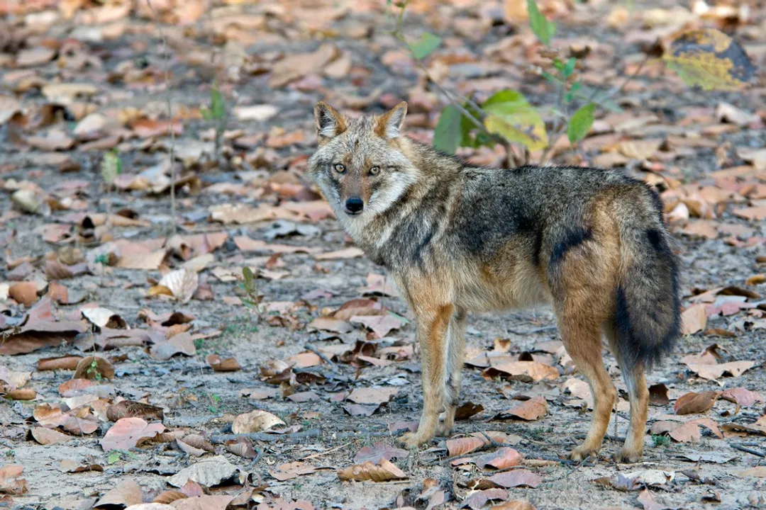 Is a jackal a dog or a fox?, Social Structures Contrasted