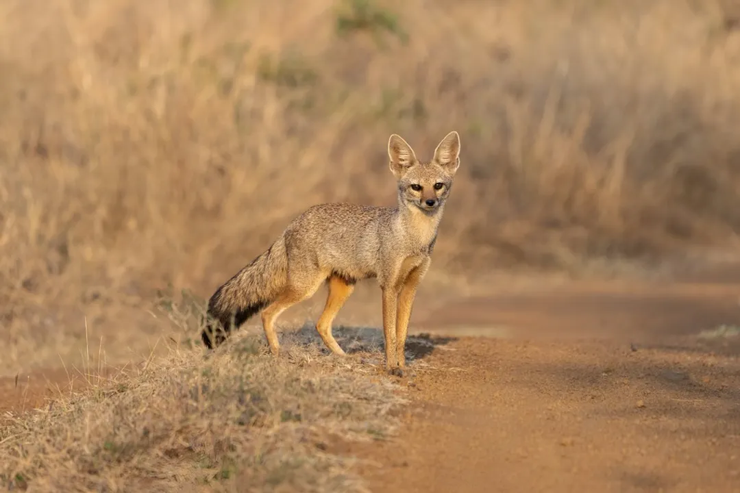 Is a jackal a dog or a fox?, Physical Traits Compared
