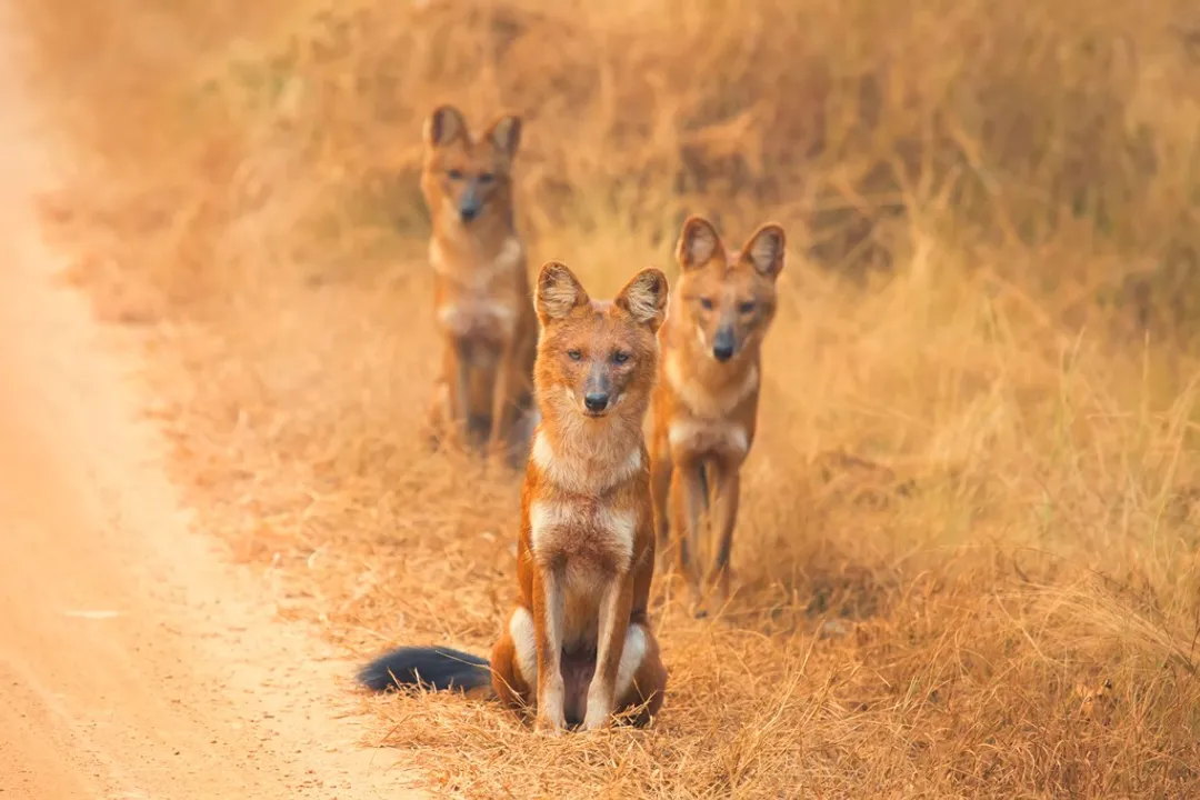 Is a jackal a dog or a fox?, Family Tree Placement