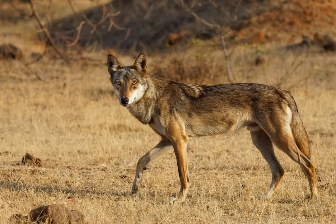 Is a jackal a dog or a fox?