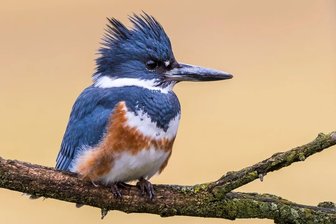 Is a kingfisher a type of heron?, Hunting Methods