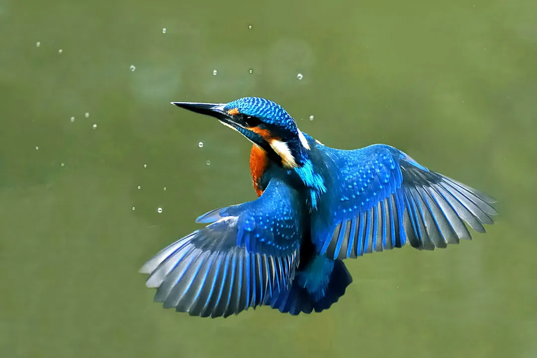 Is a kingfisher a type of heron?, Distinguishing Features Summary