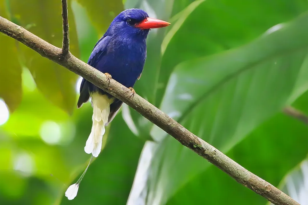 Is a kingfisher a type of heron?, Scientific Families