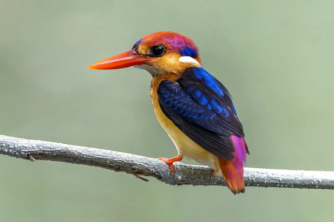 Is a kingfisher a type of heron?, Physical Structure Contrast