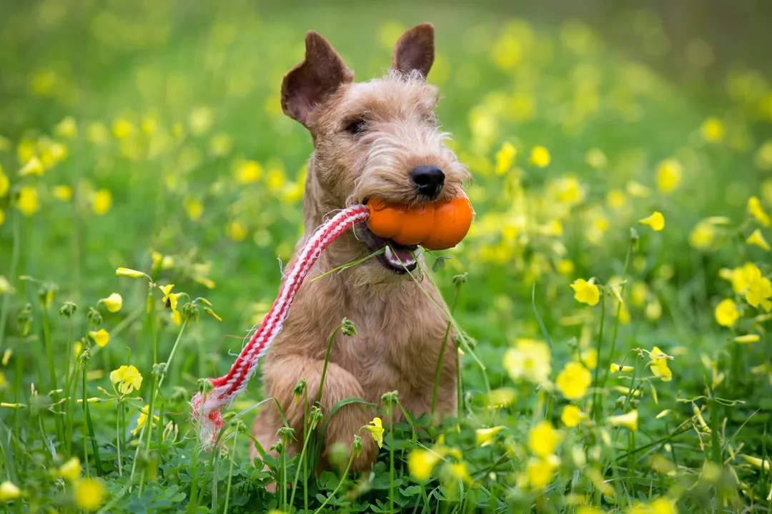 Is a Lakeland Terrier a good family dog?, Children Dynamics