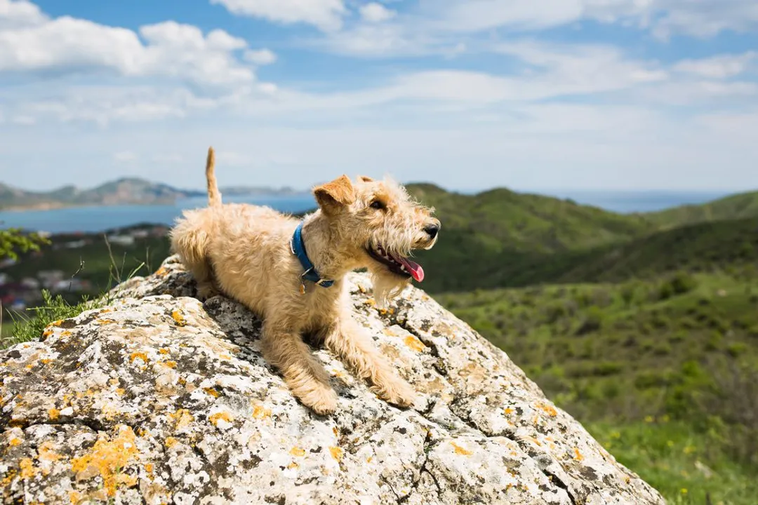Is a Lakeland Terrier a good family dog?, Grooming Demands