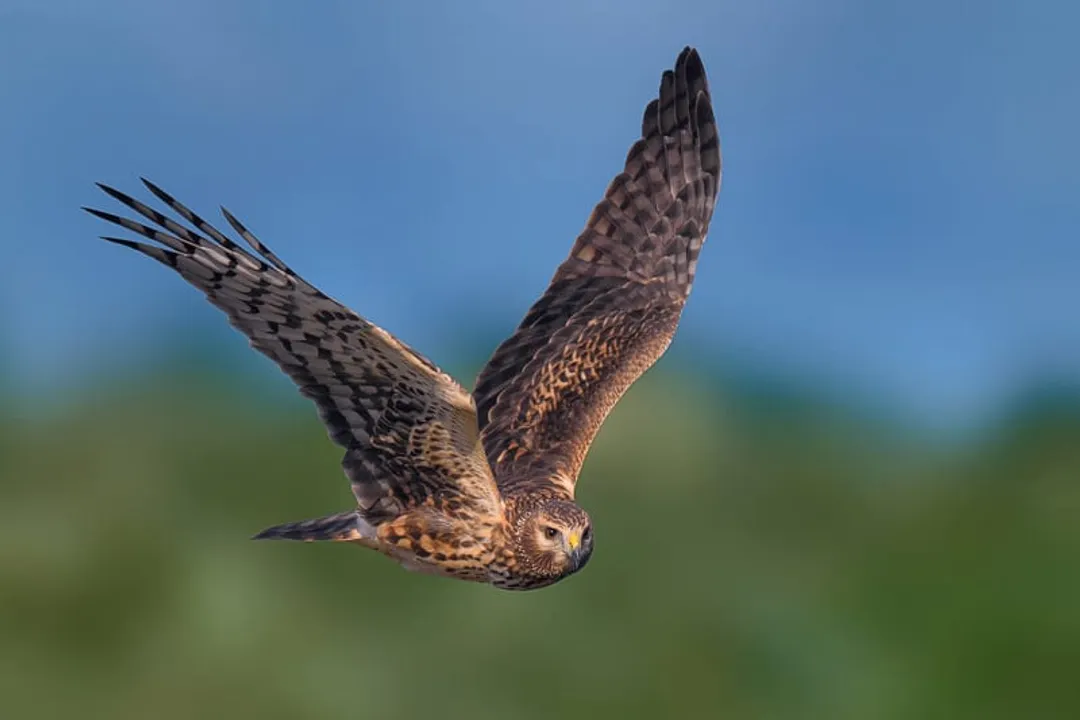 Is a Northern Harrier a hawk or falcon?
