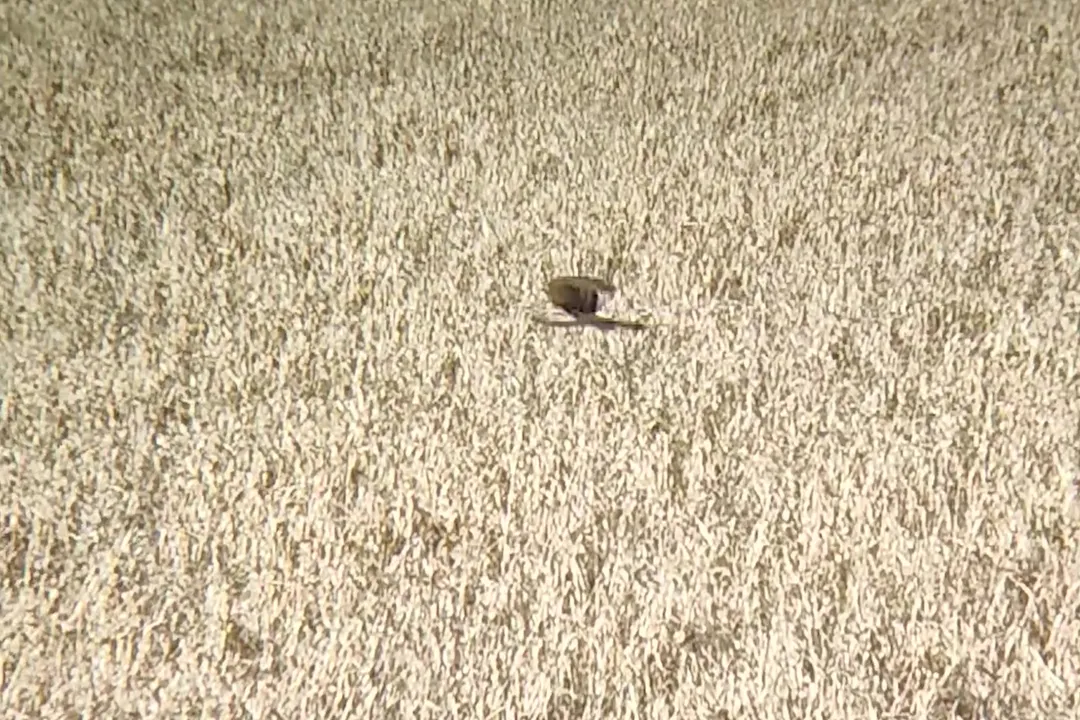 Is a Northern Harrier a hawk or falcon?, Flight Style