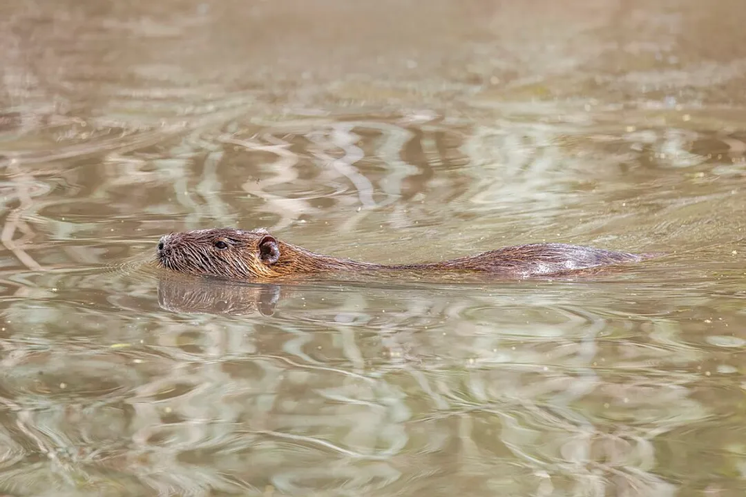 Is a nutria a rat or beaver?, Defining Features