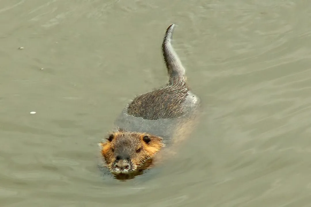 Is a nutria a rat or beaver?, Beaver Distinction
