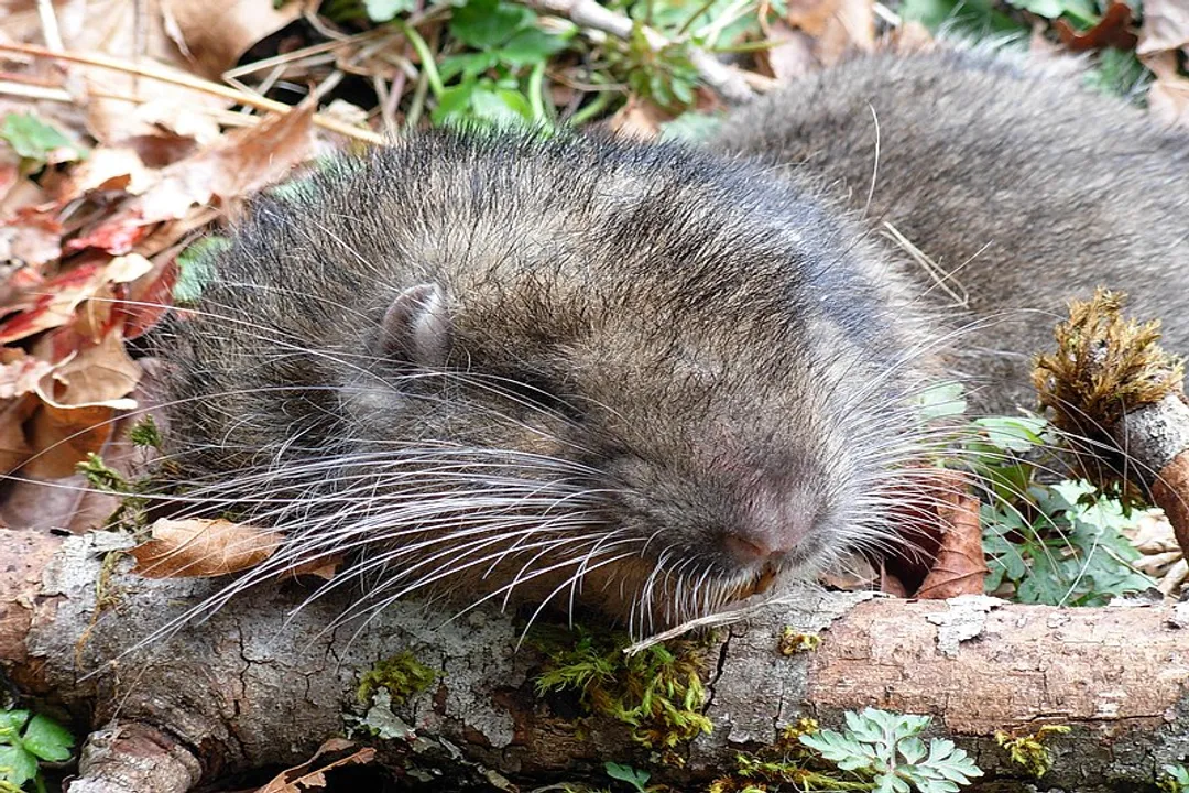 Is a nutria a rat or beaver?, Rat Comparison