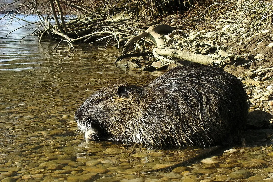 Is a nutria a rat or beaver?, Invasive Impact