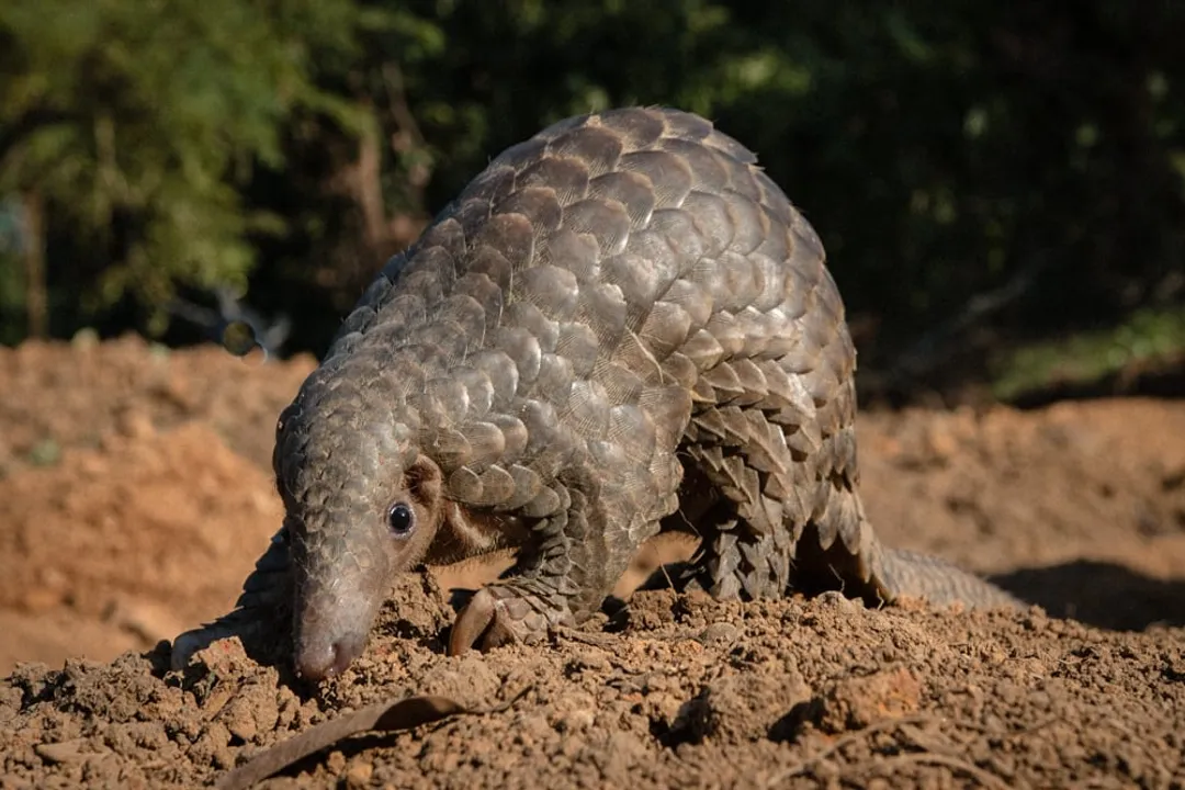 Is A pangolin A Mammal or not?, Diet Habits