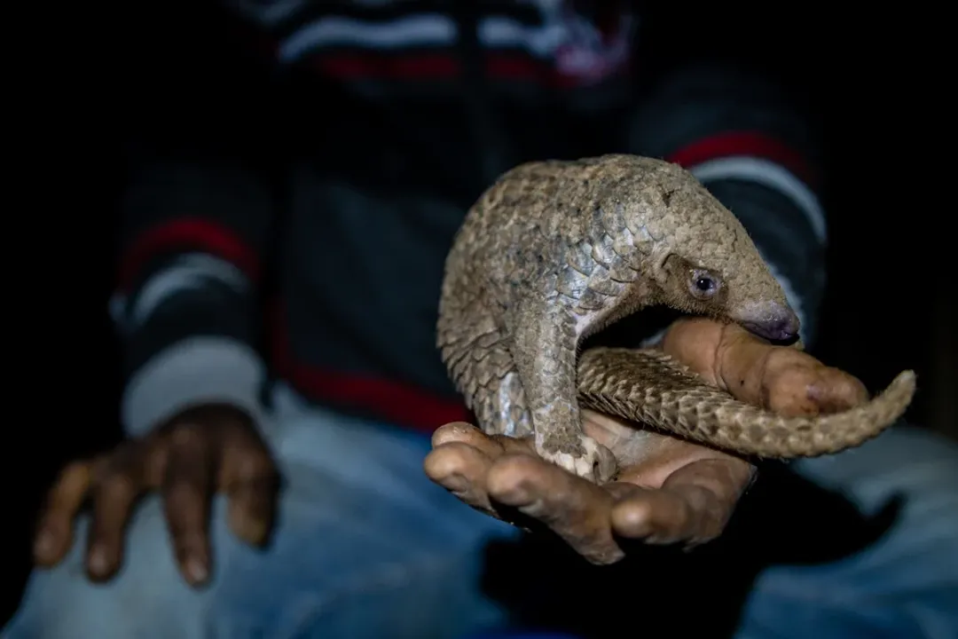 Is A pangolin A Mammal or not?, Mammal Traits