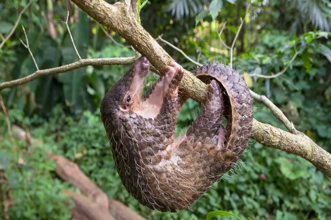 Is A pangolin A Mammal or not?, Species Count