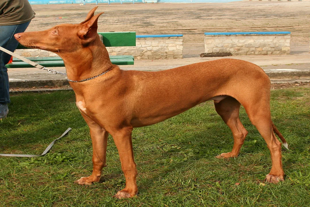 Is a Pharaoh Hound a Podenco?