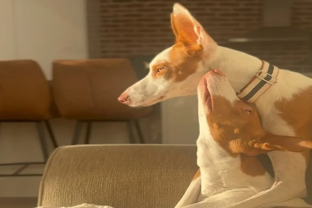 Is a Pharaoh Hound a Podenco?, Defining Type