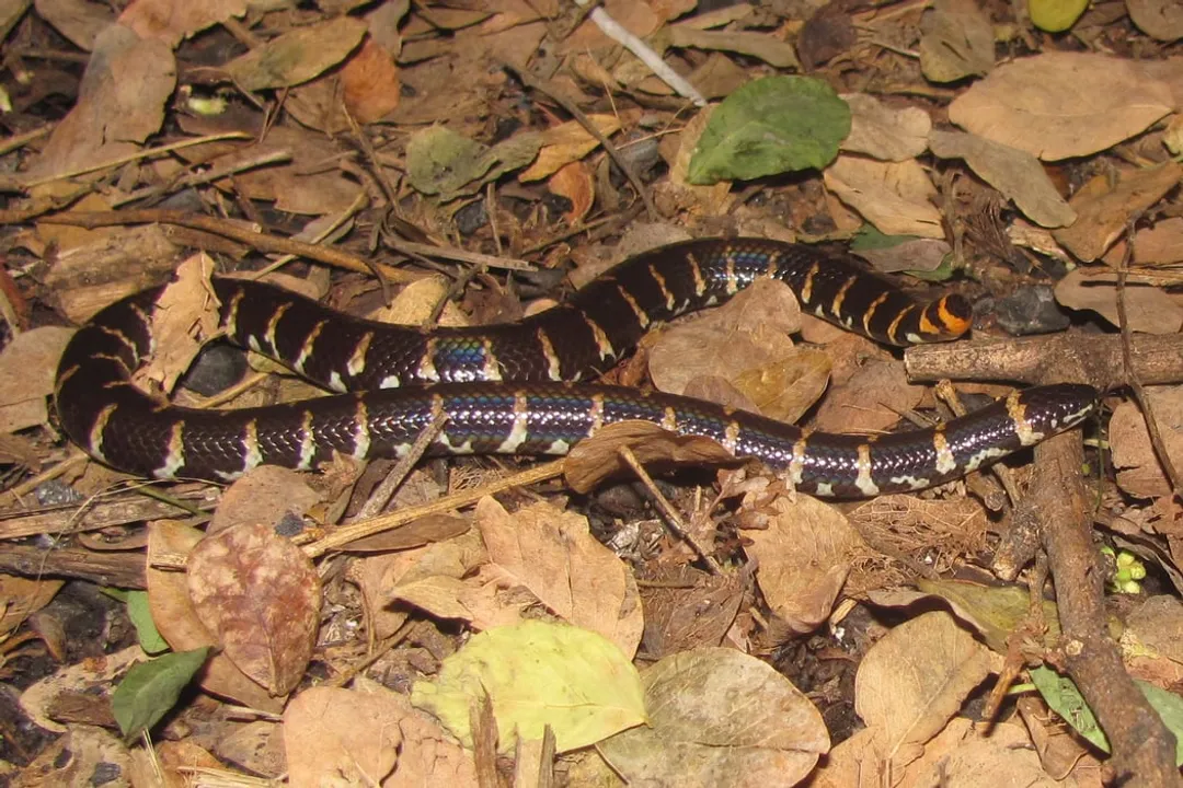 Is a pipe snake poisonous?