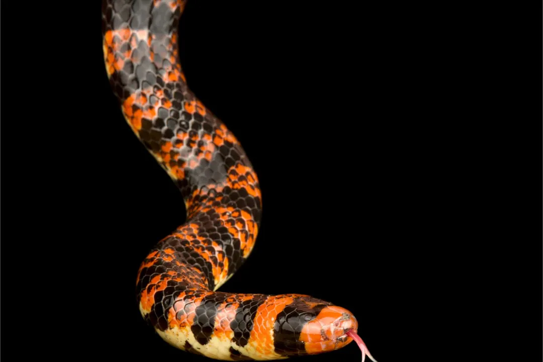 Is a pipe snake poisonous?, Identity Confusion