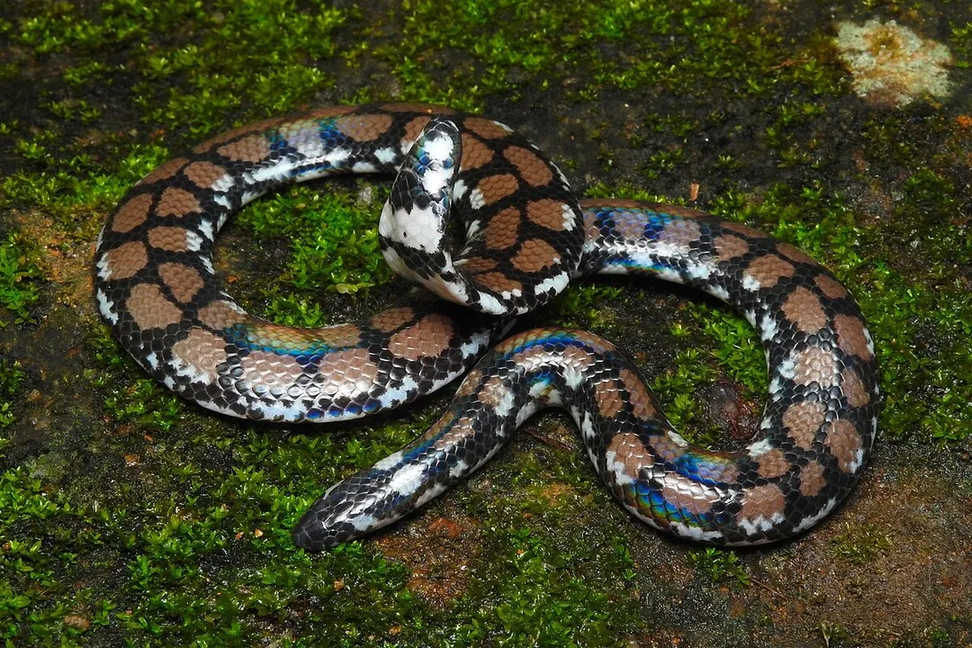 Is a pipe snake poisonous?, Defense Tactics