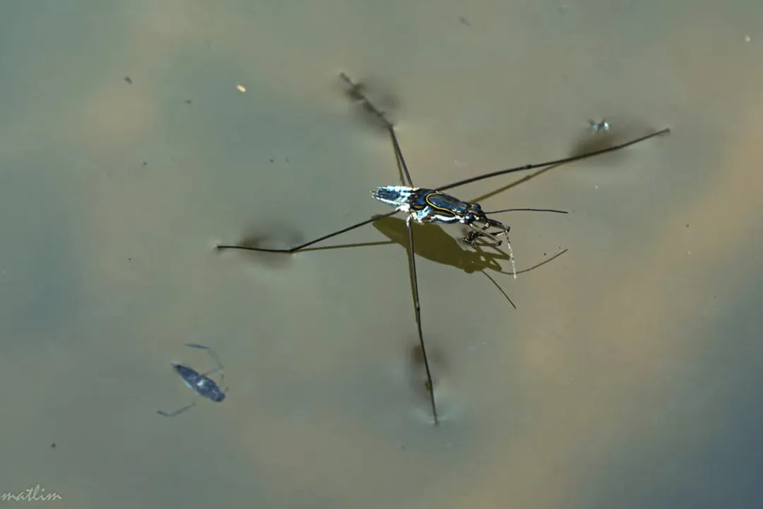 What class of animals do pond skaters officially belong to, distinguishing them from spiders?
