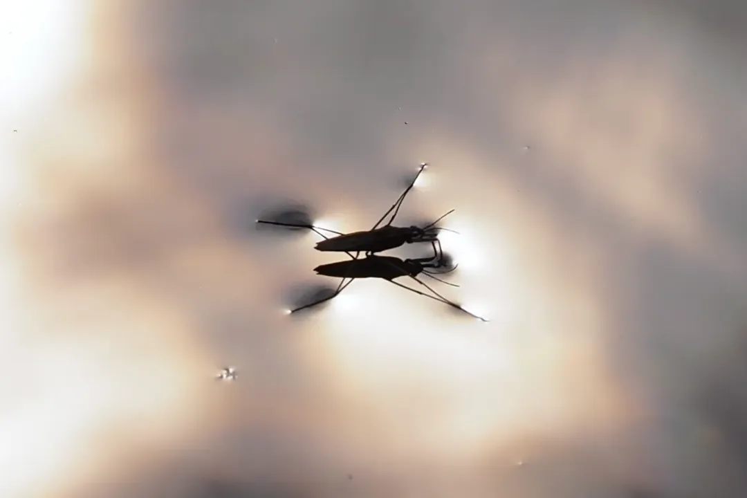 Is a pond skater a spider?, Surface Mechanics