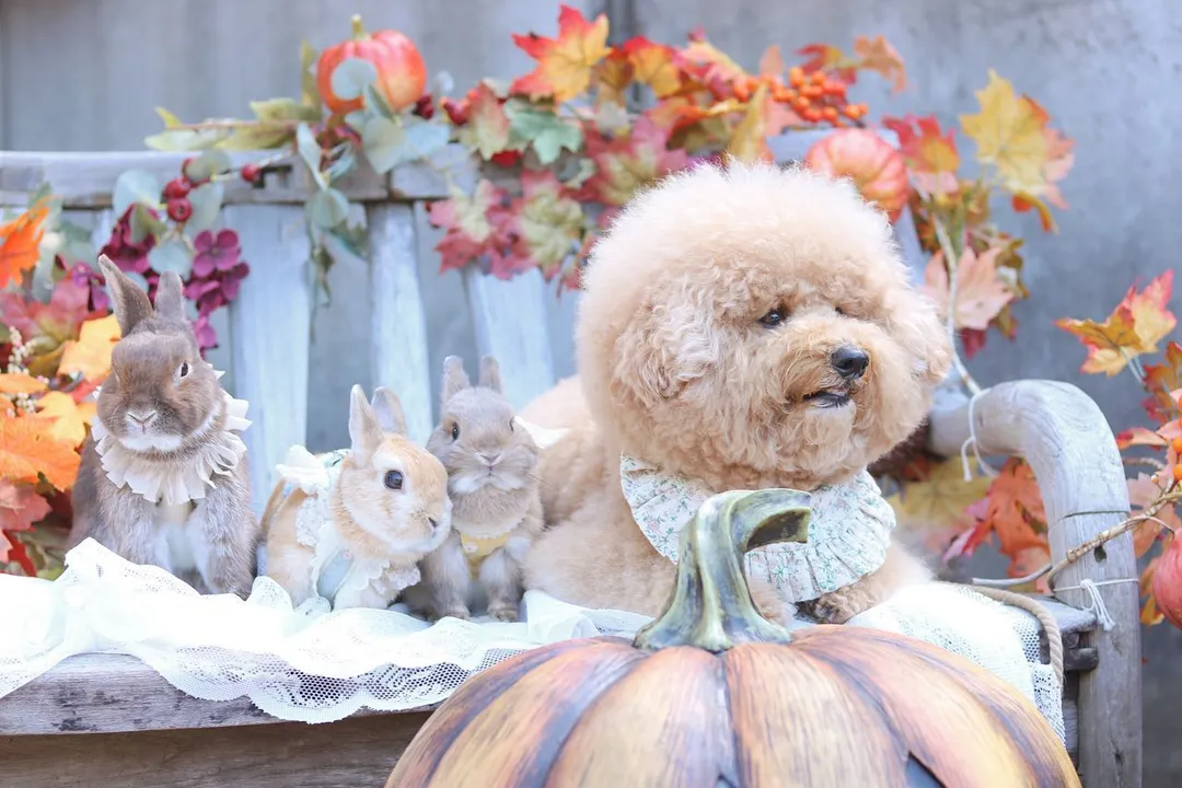 Is a Poochon considered a doodle?, Parent Breeds