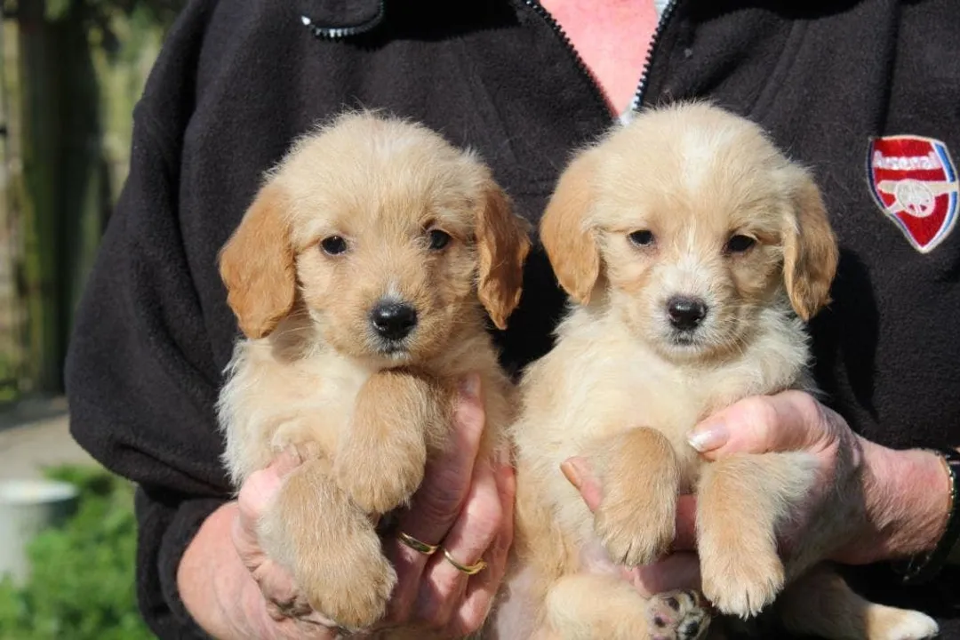 Is a Poogle a good family dog?, Character Overview