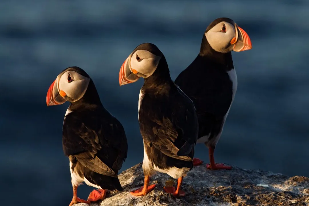 Is a puffin a bird or a mammal?, Avian Status