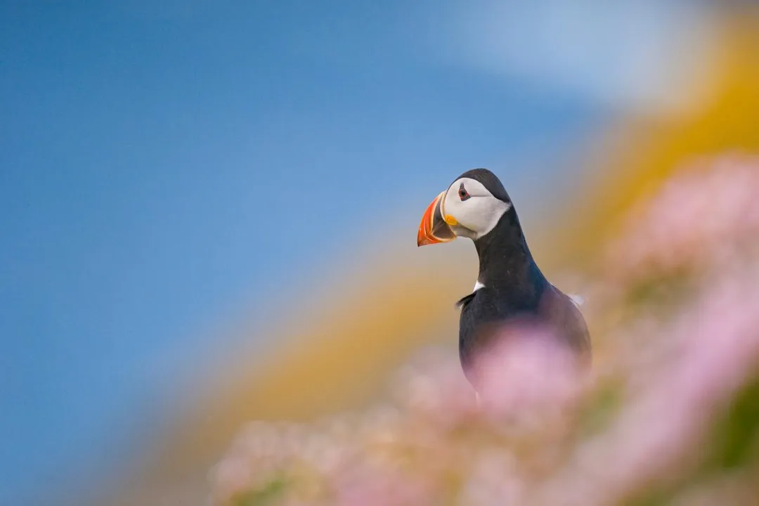 Is a puffin a bird or a mammal?, Puffin Species