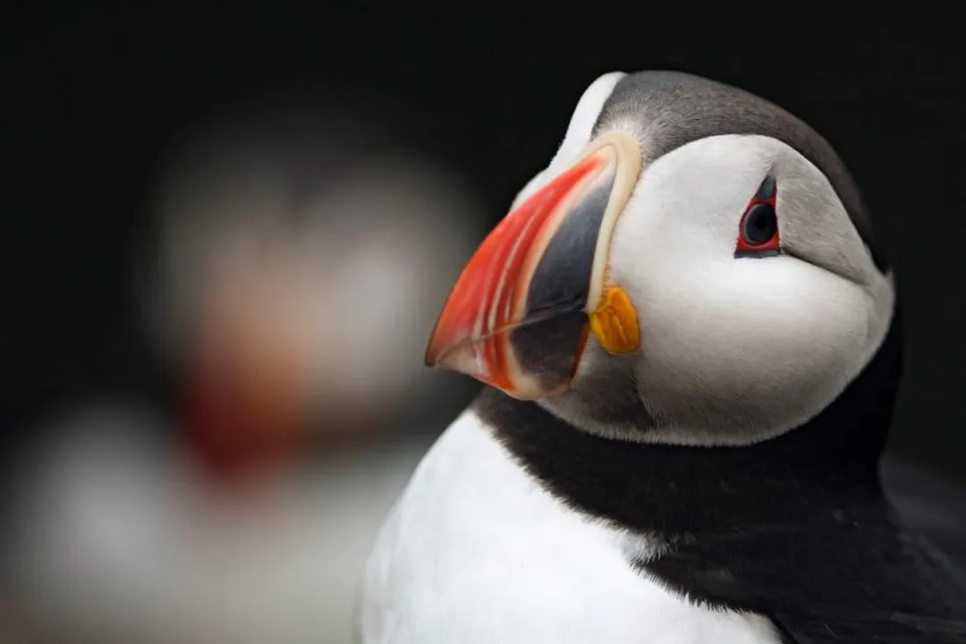 Is a puffin a bird or a mammal?, Underwater Flight