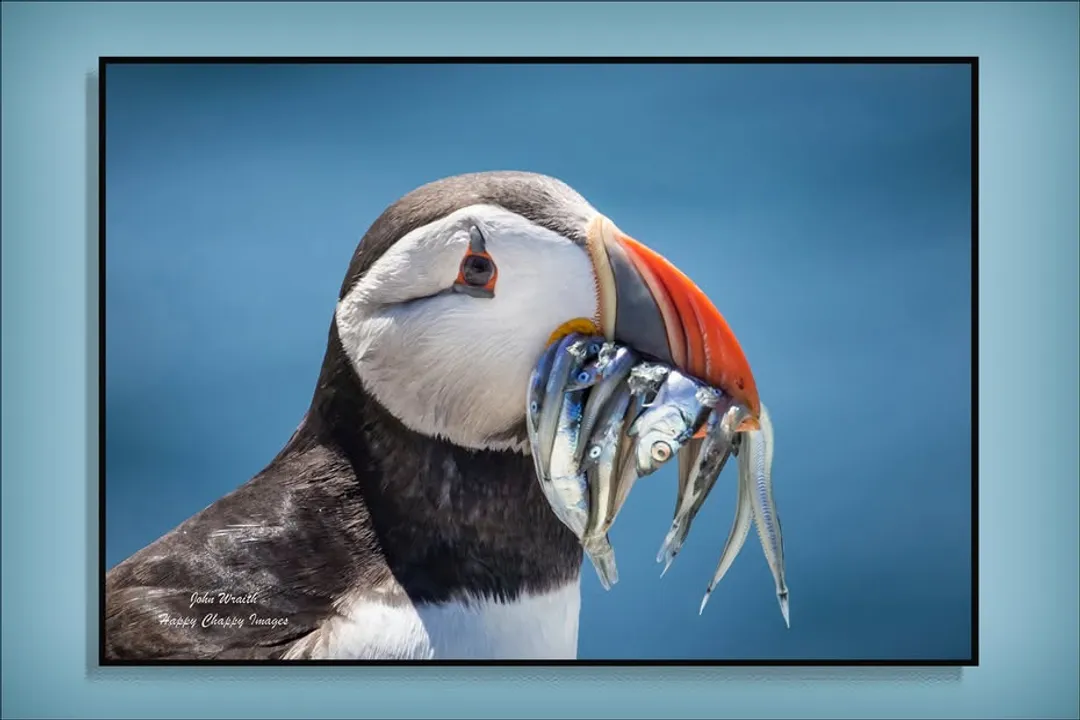 Is a puffin a duck or a penguin?, Classification Divide