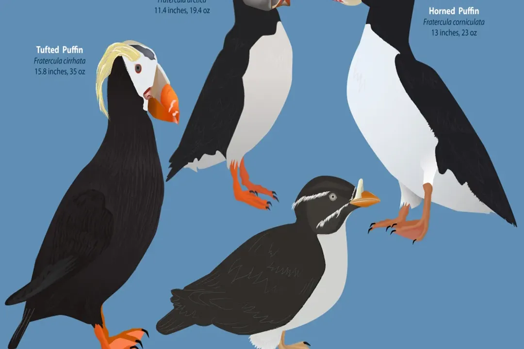 Is a puffin a duck or a penguin?, Geographic Separation