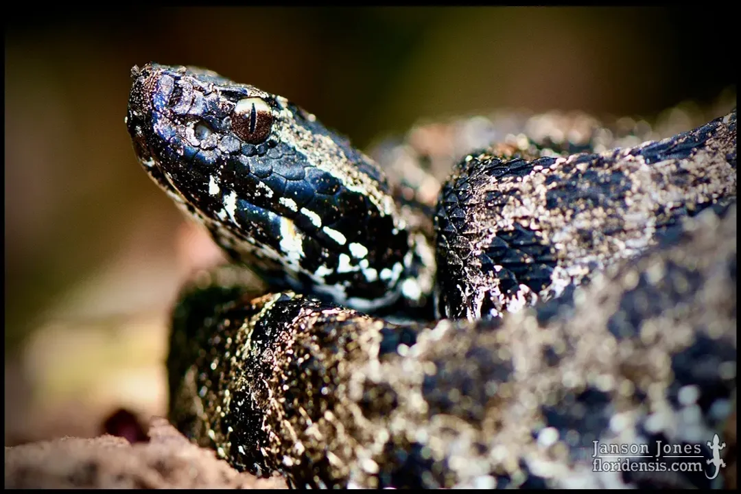 Is a pygmy rattlesnake a pit viper?, Viper Lineage