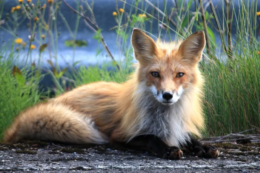 Is a red fox a canine or feline?, Feline Mimicry