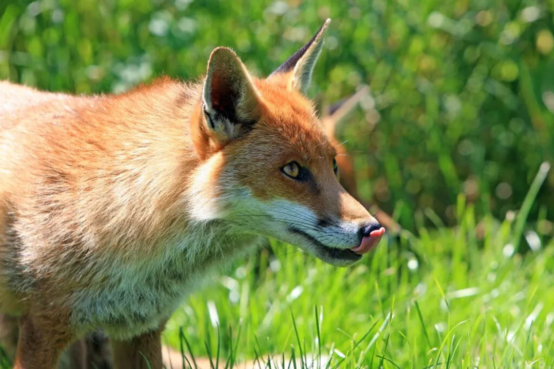 Is a red fox a canine or feline?, Scientific Grouping