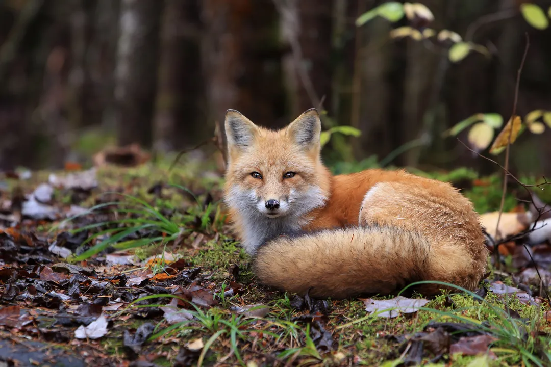 Is a red fox a canine or feline?