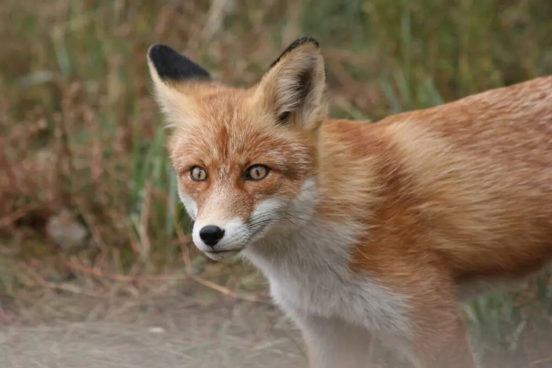 Is a red fox a canine or feline?, Canine Distinctions