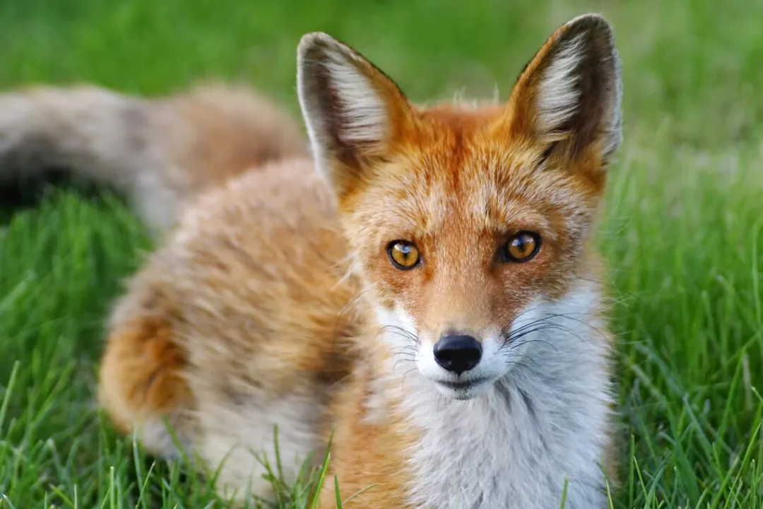 Is a red fox a canine or feline?, Global Presence