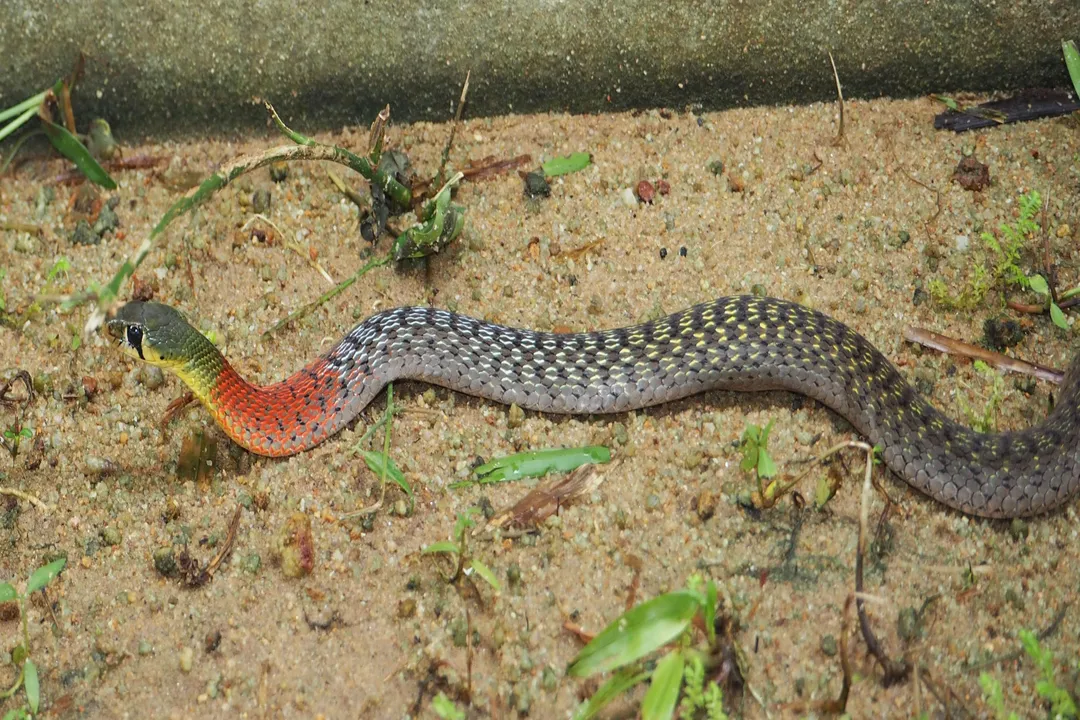 Is a red neck snake poisonous?, Venom Delivery