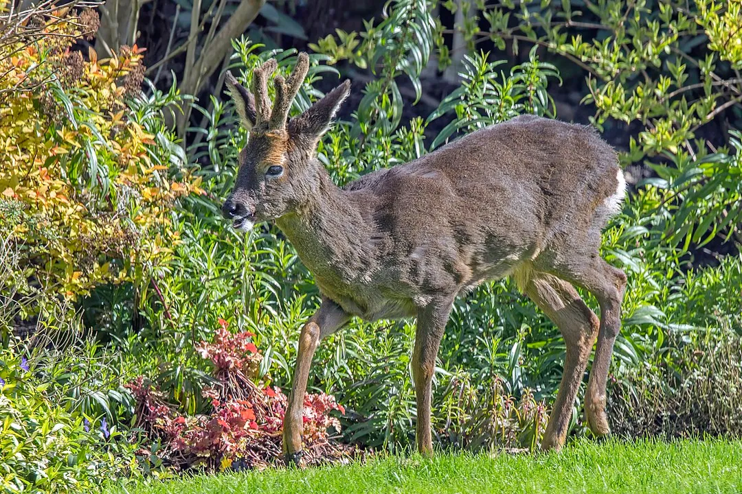 Is a roe deer a carnivore?