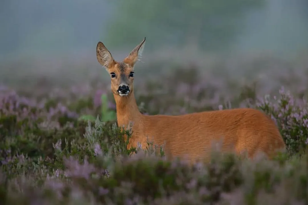 Is a roe deer a carnivore?, Digestive Structure