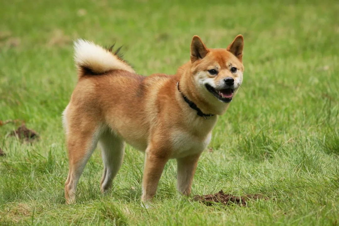 What specific vocalization, associated with more primitive canids, does the Shih Tzu sometimes exhibit instead of a typical sharp bark?