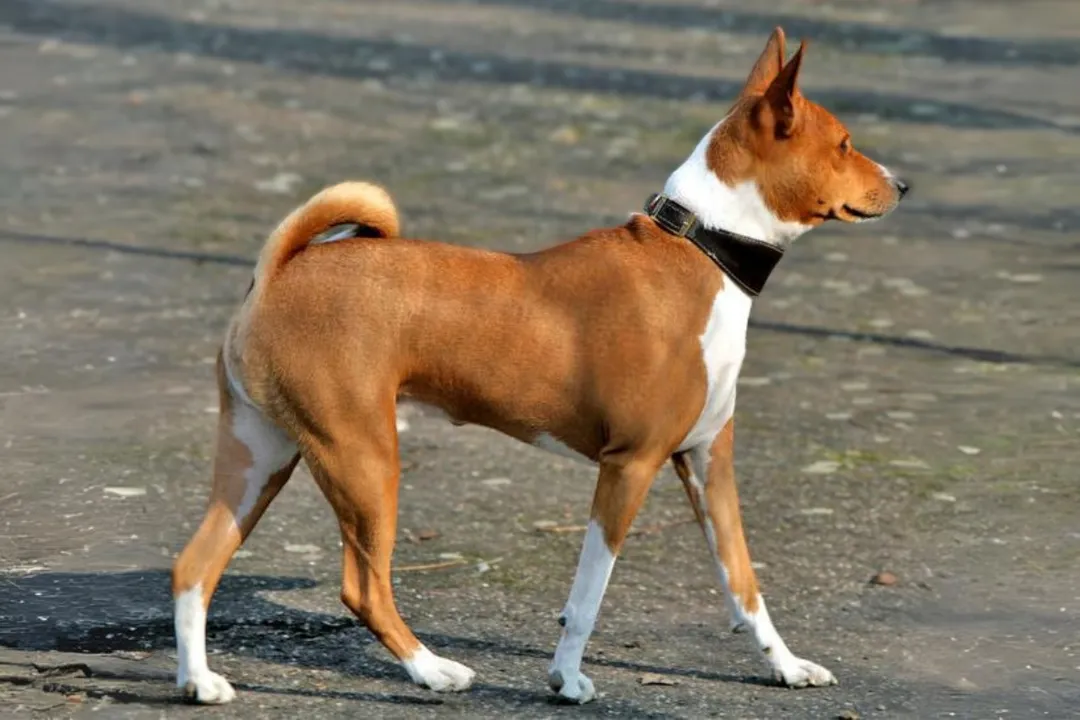 Is a Shih Tzu DNA closest to a wolf?, Behavior Contrast